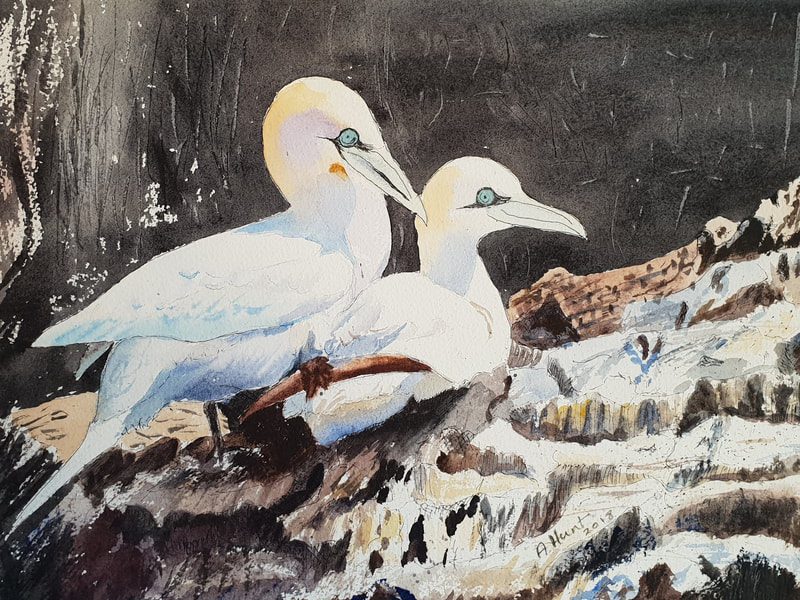 Two gannets on the Bass Rock