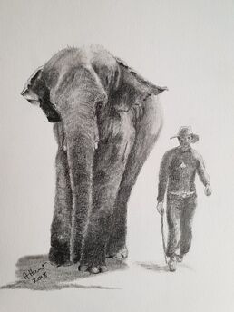 Elepnt walking with her Mahout