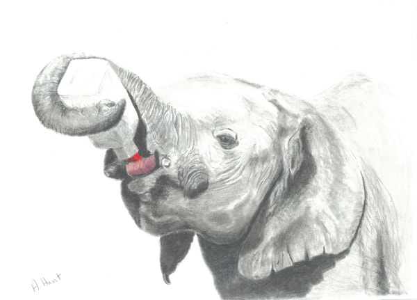 Elephant holds bottle