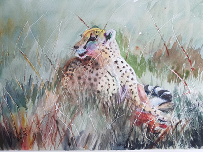 Cheetah guarding her kill