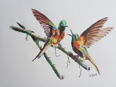 Pair of humming birds
