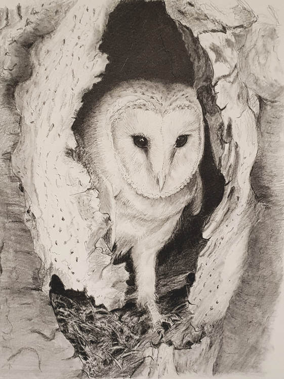 Barn owl in hole in tree