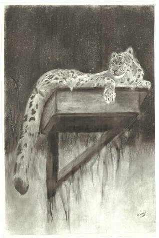 Resting snow leopard