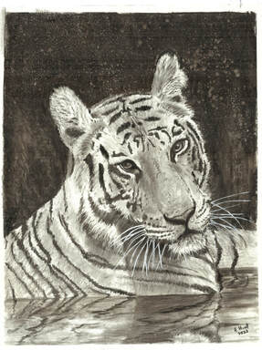 Tigress in rock pool